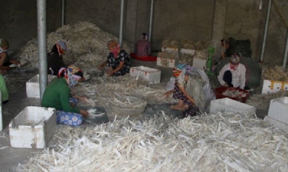 Chỉ trong 6 tháng, Trung Quốc mua 4.000 tấn lông gà, lông vịt từ Việt Nam