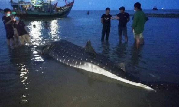 Cá lạ nặng hơn một tấn trôi dạt vào bãi biển ở Nghệ An