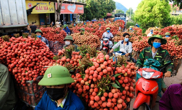 Bắc Giang bán hết 215.000 tấn vải thiều, thu hơn 6.800 tỉ đồng
