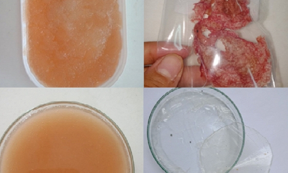 Nữ tiến sĩ dùng vỏ thanh long tạo màng sinh học thay thế túi nilon