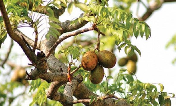 Sài Gòn mùa cóc chín