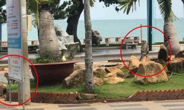 Đàn khỉ kéo nhau xuống đường phố ở Vũng Tàu sau 3 ngày giãn cách