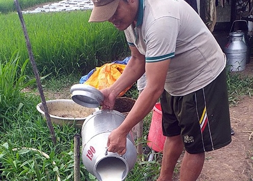 Người dân miền Tây đổ bỏ sữa bò vì không bán được