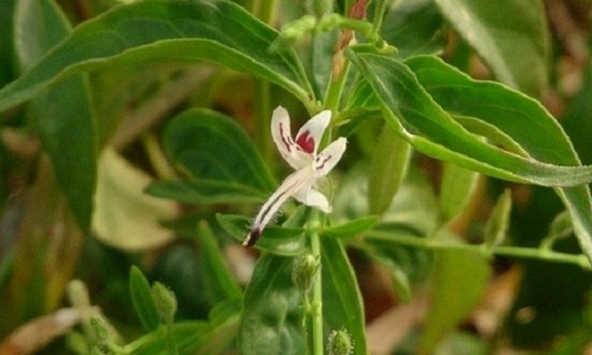 Xuyên tâm liên được ứng dụng trong hỗ trợ điều trị Covid-19