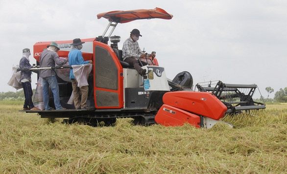 Bộ NN&PTNT đề xuất giải quyết tình trạng lúa miền Tây đầy đồng nhưng vắng người mua