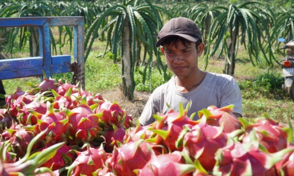 Gỡ khó tiêu thụ cho hàng triệu tấn nông sản Nam Bộ, Tây Nguyên