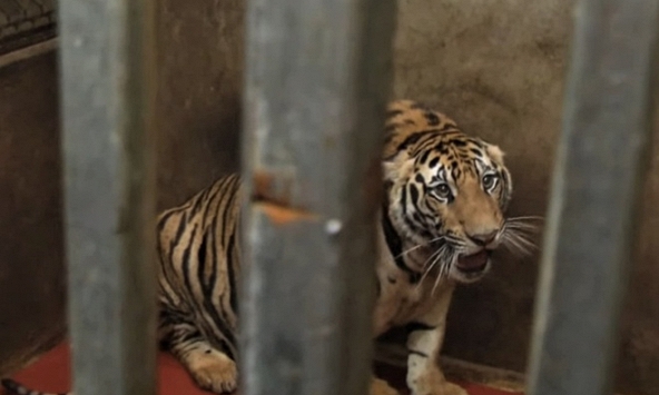 Nuôi nhốt hổ trái phép bị xử lý thế nào?