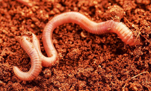 Chuyên gia khẳng định giun đất không có tác dụng chữa khỏi Covid-19