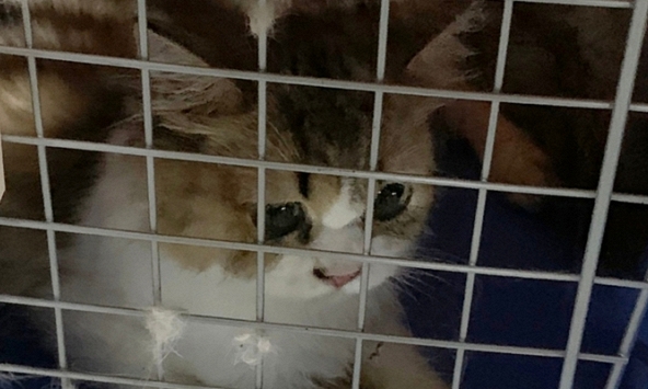 Dư luận Đài Loan phẫn nộ khi giới chức tiêu hủy 154 con mèo