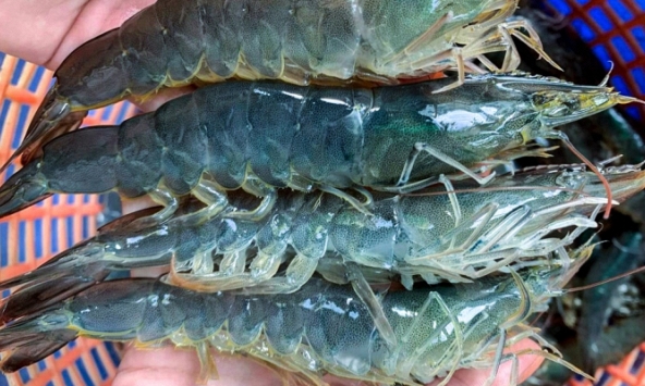 Tôm thẻ miền Trung rớt giá liên tục