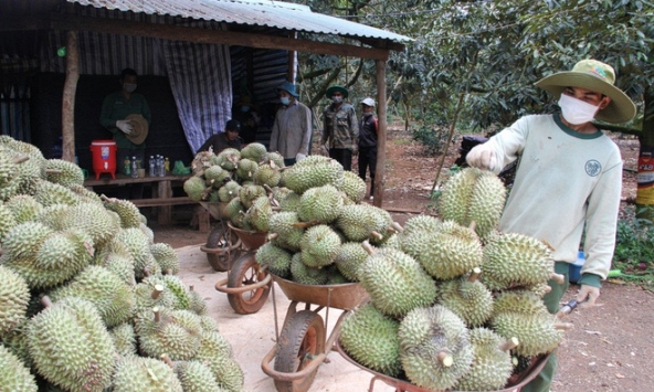 Đắk Lắk kêu gọi hỗ trợ tiêu thụ hơn 80.000 tấn sầu riêng, bơ