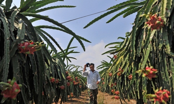 Trung Quốc dừng nhập khẩu thanh long do phát hiện virus SARS-CoV-2