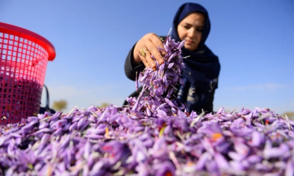 Nữ doanh nhân của 'kho vàng đỏ' Afghanistan tuyên bố ở lại quê hương, đấu tranh cho phụ nữ