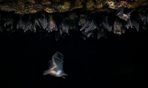 Bị dơi cắn, người đàn ông tử vong sau một tháng vì từ chối vaccine