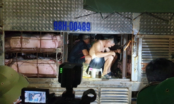 4 người trốn trong xe chở lợn để thông chốt kiểm dịch vào Quảng Ninh