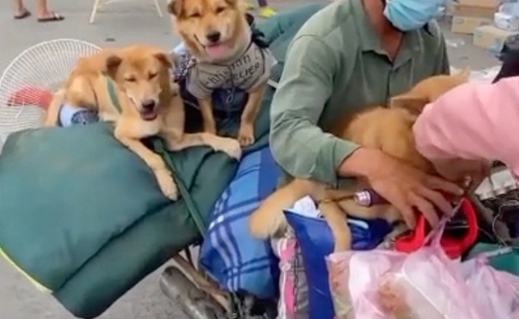 Cà Mau yêu cầu báo cáo vụ tiêu hủy 13 con chó của người về quê