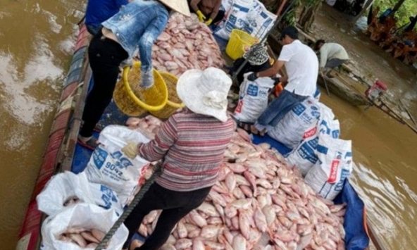 Hàng trăm tấn cá lồng bè chết trương phình trên sông Đồng Nai