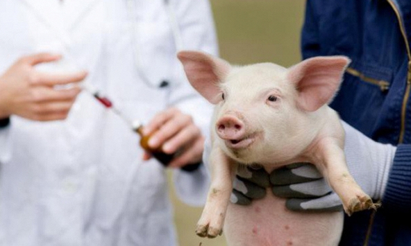 Lần đầu tiên trên thế giới ghép thành công thận lợn cho người