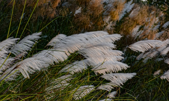 Dịu dàng lau trắng cuối thu