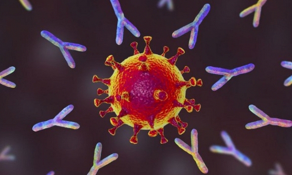 Phát hiện kháng thể này có khả năng trở thành một phương pháp điều trị covid-19