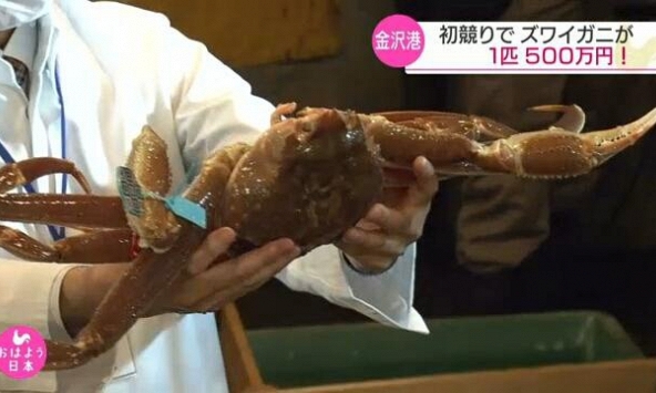 Cua tuyết có gì đặc biệt mà được bán với giá hơn 1 tỷ đồng?