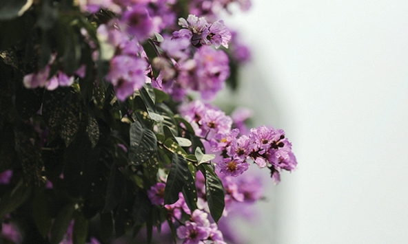 Hà Nội mùa hoa tháng Sáu