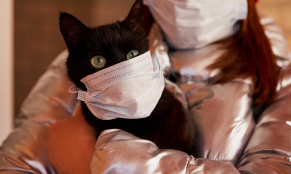 Những vật nuôi đầu tiên có biểu hiện viêm cơ tim sau khi mắc Covid-19