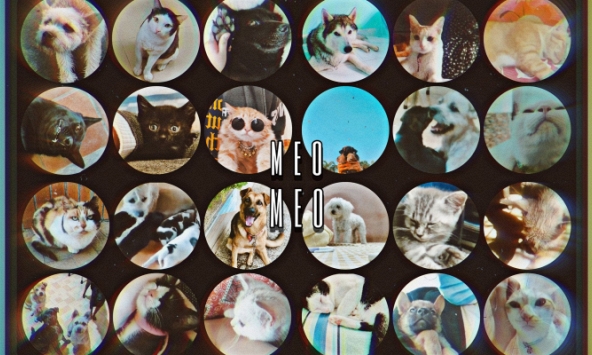 Dự án 'Kêu gọi bảo vệ động vật bằng âm nhạc'