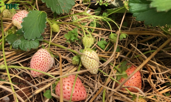 Chàng trai 24 tuổi gây bất ngờ khi trồng dâu Bạch Tuyết quý hiếm 