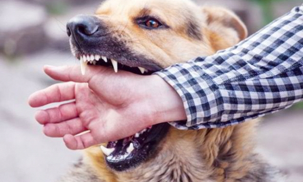 Bé 5 tuổi ở Quảng Trị tử vong sau 1 tháng bị chó thả rông cắn