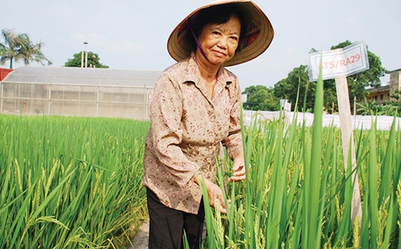 Anh hùng lao động Nguyễn Thị Trâm - người mang tới những mùa vàng bội thu