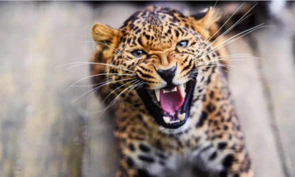 Người mẹ Ấn Độ đuổi, đánh báo hoa để cứu sống con trai 8 tuổi