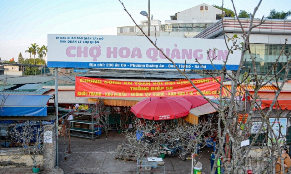 Hoa lê, hoa mận rừng nở rộ giữa trời đông, người Hà Nội chơi tết sớm