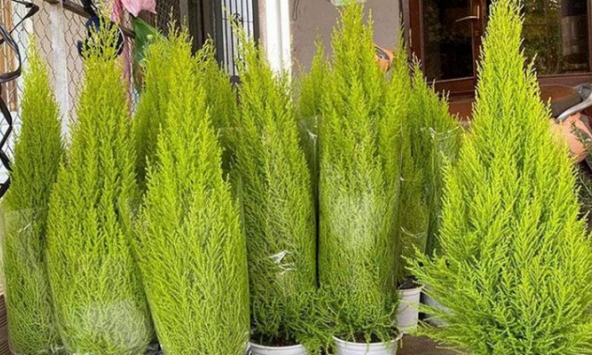 Thông Noel 'made in Vietnam' giá dưới 500.000 đồng được dân tình thi nhau săn đón