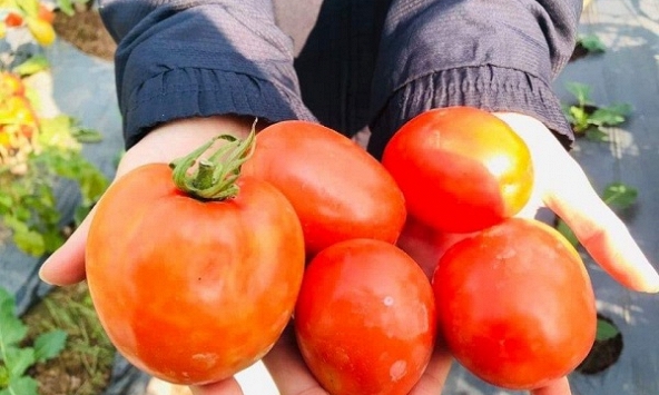 Giá cà chua ở Hà Nội đắt đỏ ngang giá thịt heo, giá tăng gấp đôi trog nửa tháng