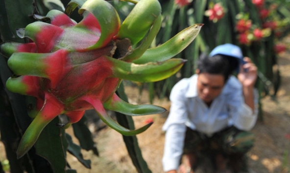 Hàng ngàn container nông sản chết đứng ở cửa khẩu, khắp nơi dồn dập giải cứu mít Thái