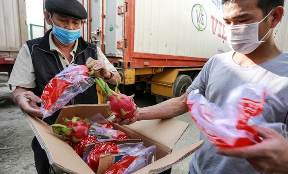 Thanh long phải bán tháo vì Trung Quốc tạm dừng nhập khẩu