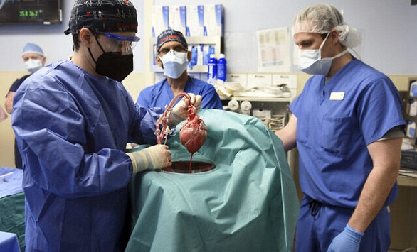 Đột phá: Mỹ cấy ghép thành công tim heo cho người