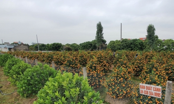 Đào quất Tết 'ế' chưa từng có, nhiều vườn khách bỏ cọc 