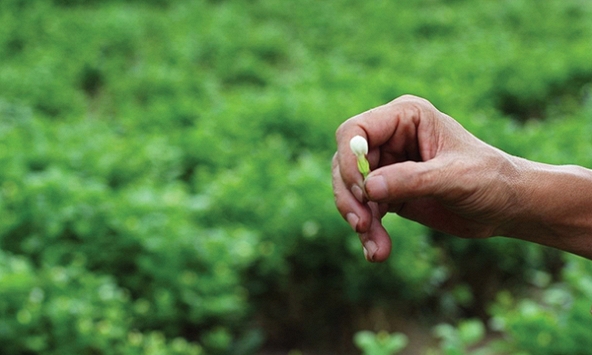 Tâm Ngọc, thảo dược từ tâm