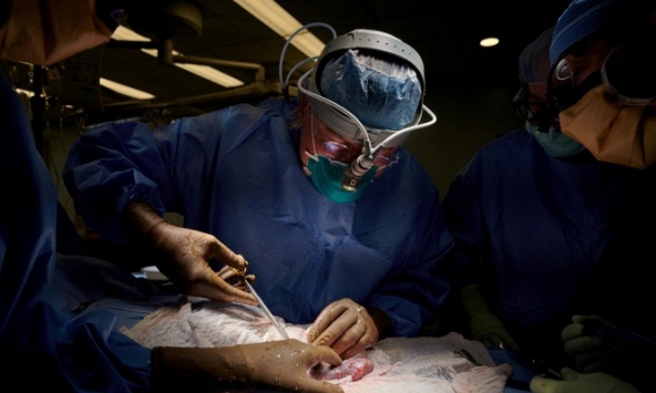 Ghép thành công hai quả thận lợn cho người 