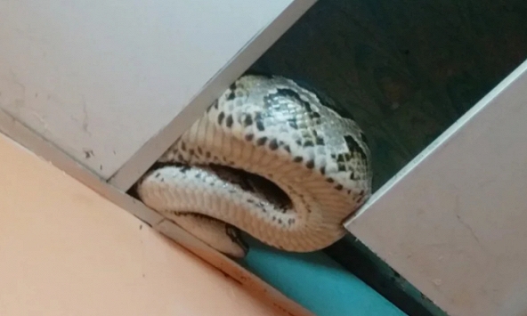 Trăn 25 kg bò trên trần nhà dân ở TP.HCM