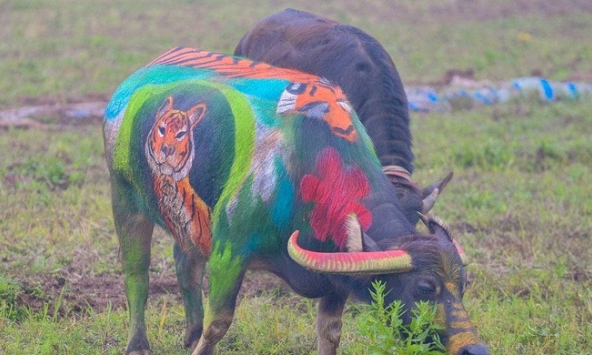 Những chú trâu được trang trí mình hổ trong lễ Tịch điền năm Nhâm Dần 