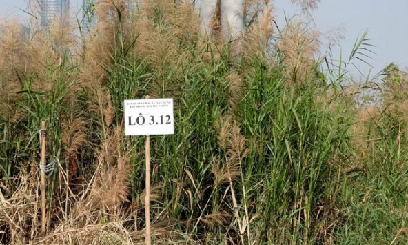 2 doanh nghiệp bỏ cọc đất Thủ Thiêm: Khi nào đấu giá lại?