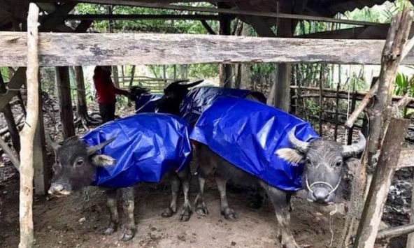 5 đợt rét gây thiệt hại lớn nhất tại tại miền Bắc