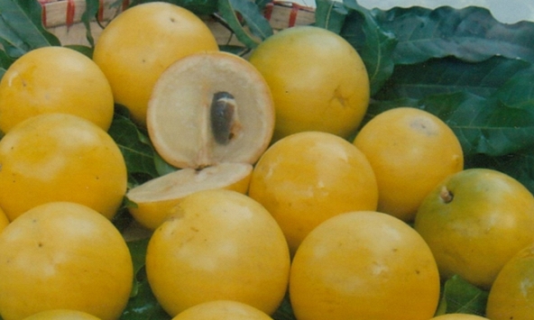 Loại trái cây từng được cho là sang chảnh ở miền Tây giá cả triệu đồng/kg rớt còn 40.000 đồng