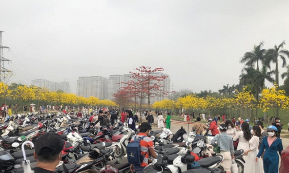 Đường hoa phong linh tấp nập người kéo đến check-in, Hà Nội chỉ đạo khẩn