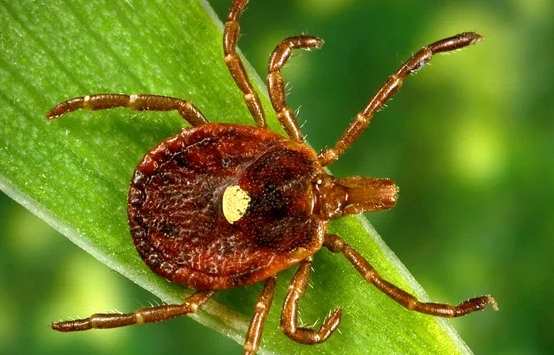 Cảnh báo một loại virus gây bệnh chết người đang lây lan nhanh