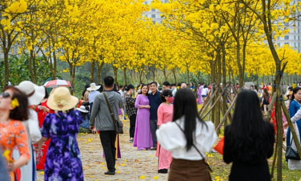 Đóng cửa con đường hoa vàng phong linh đang gây 'sốt' ở Hà Nội