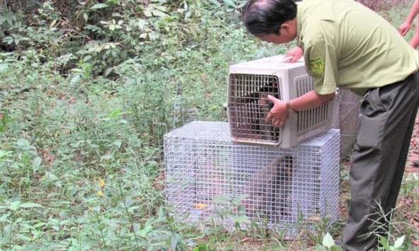 Bình Dương: Khỉ đói tấn công người cướp đồ ăn